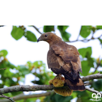 گونه سارگپه تاجدار Crested Honey Buzzard